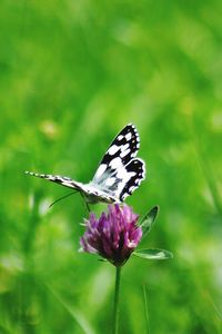 Close-up of butterfly pollinating on purple flower