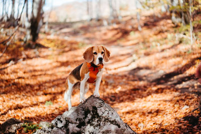 Dog running on rock