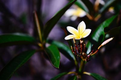 Close-up of flowering plant