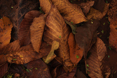 High angle view of dry leaves on field