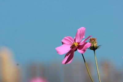 Close-up of cosmos flower