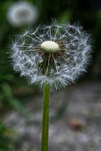Close-up of dandelion against blurred background