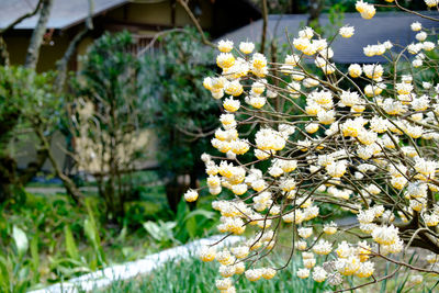 Close-up of white flowers blooming outdoors