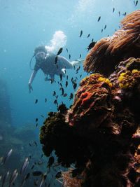 Close-up of scuba diver with fish swimming in sea