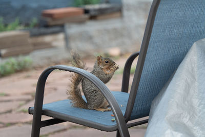 Squirrel on chair