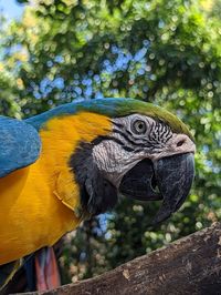 Close-up of bird