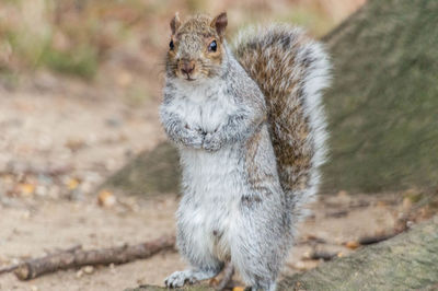 Close-up of squirrel on field