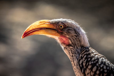 Close-up of a bird