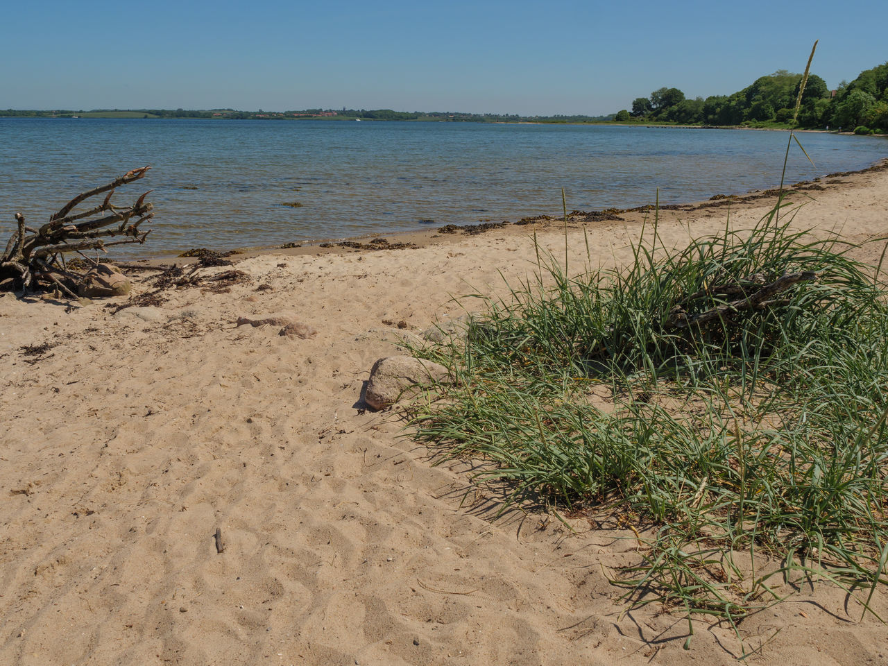 PLANTS GROWING ON BEACH