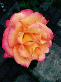 Close-up of pink flower blooming outdoors