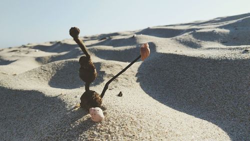 Close-up of crab on sand at beach