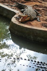 High angle view of crocodile in river