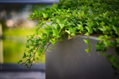 Close-up of plant growing in greenhouse