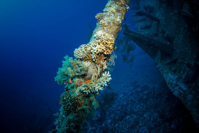 Close-up of corals in sea