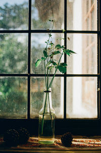 Plant in bottle on window sill