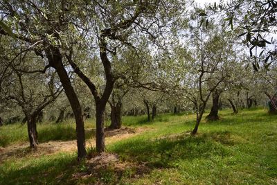 View of trees in park