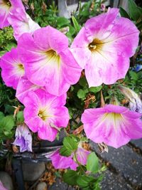 Close-up of pink flowers blooming outdoors