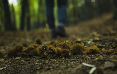 Closeup of chestnut fruits on ground in forest, with human legs in background, in el tiemblo, spain
