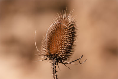 close-up