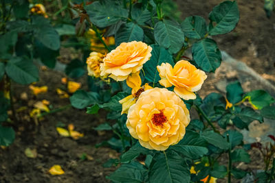 Close-up of yellow flowering plant