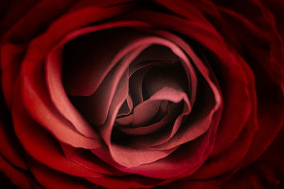 Close-up of red rose