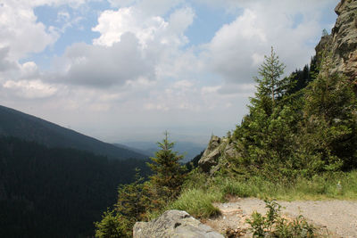 Trees on mountain against sky