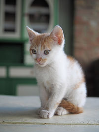 Portrait of cat sitting on floor