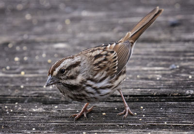 Striped sparrow forages around on the deck