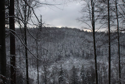 Bare trees in forest against sky