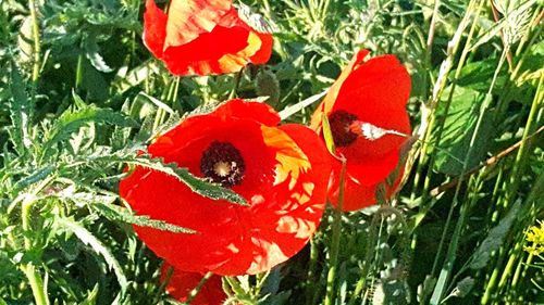 Close-up of red poppy flower in field