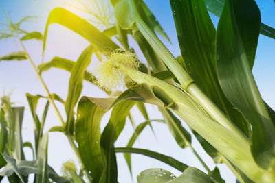 Close-up of yellow flowering plant against sky