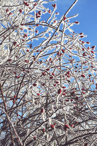 Low angle view of tree against sky