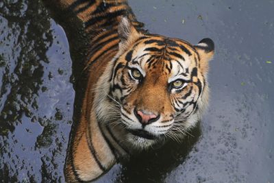 Portrait of tiger in zoo