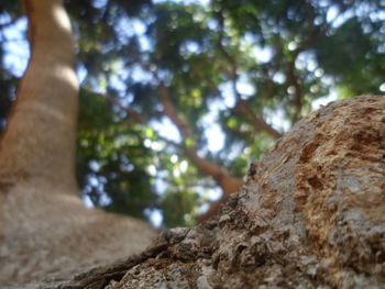 Low angle view of lizard on tree