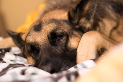 Close-up of dog sleeping on bed