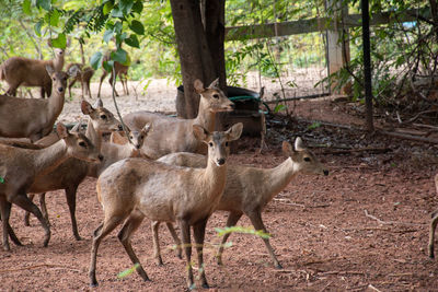 Herd deer that gather in the zoo.many deer are standing and looking at camera.