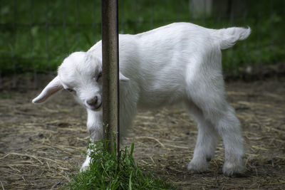 Adorable baby kid on a farm in chattanooga tennessee