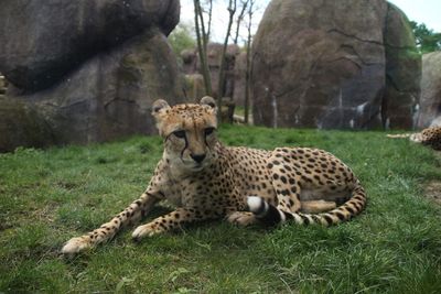 View of cat relaxing on field