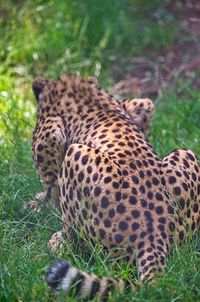 View of a cat on field