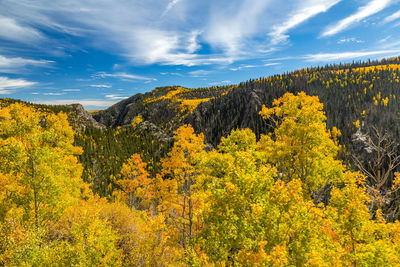 Scenic view of yellow and mountains against sky