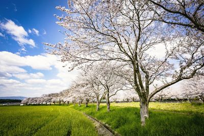 Cherry blossom tree in field