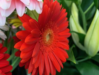 Close-up of red flower