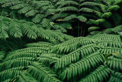 Full frame shot of fern