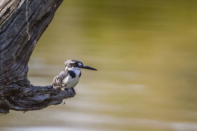 Bird perching on a tree