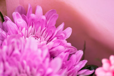 Close-up of pink flowers blooming outdoors