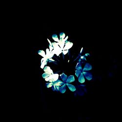 Close-up of flower over black background