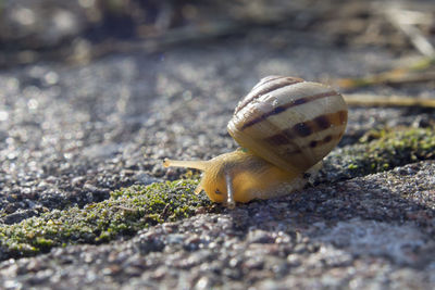 Close-up of snail on land