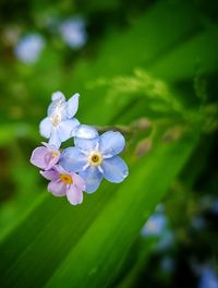 Close-up of flowers blooming outdoors