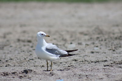 Seagull perching on a land