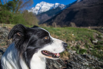 Close-up of dog looking away